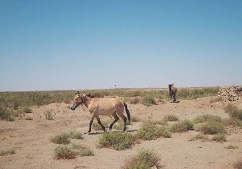 普氏野马与野骆驼和谐共生展现大自然的生态画卷