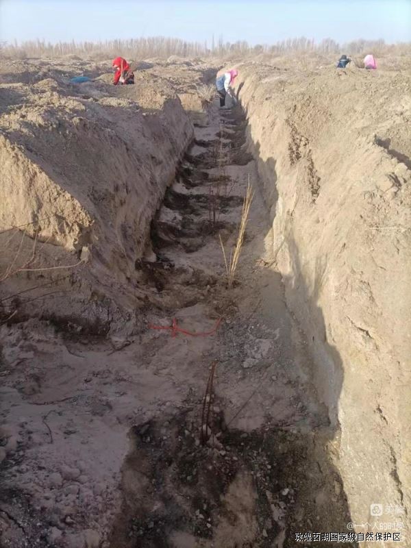 【“三抓三促”进行时】敦煌西湖保护区沙化土地治理项目防护林建设工程开工