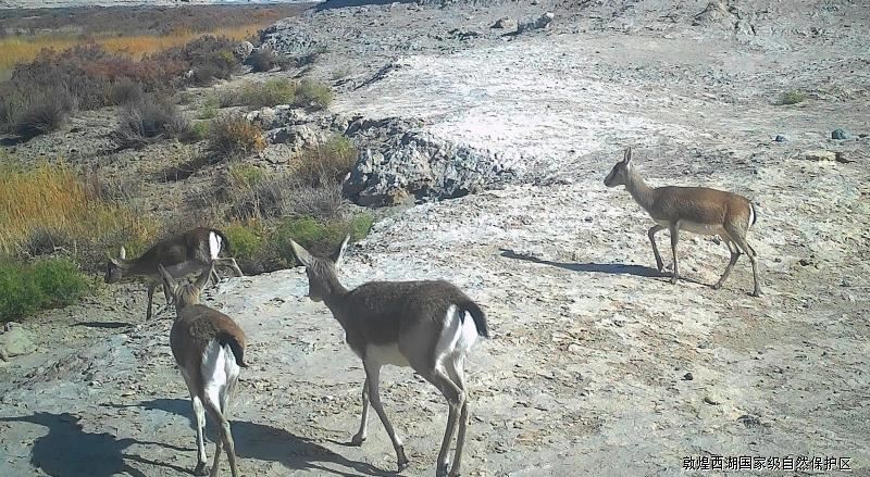 【“三抓三促”进行时】敦煌西湖保护区鹅喉羚出镜央视