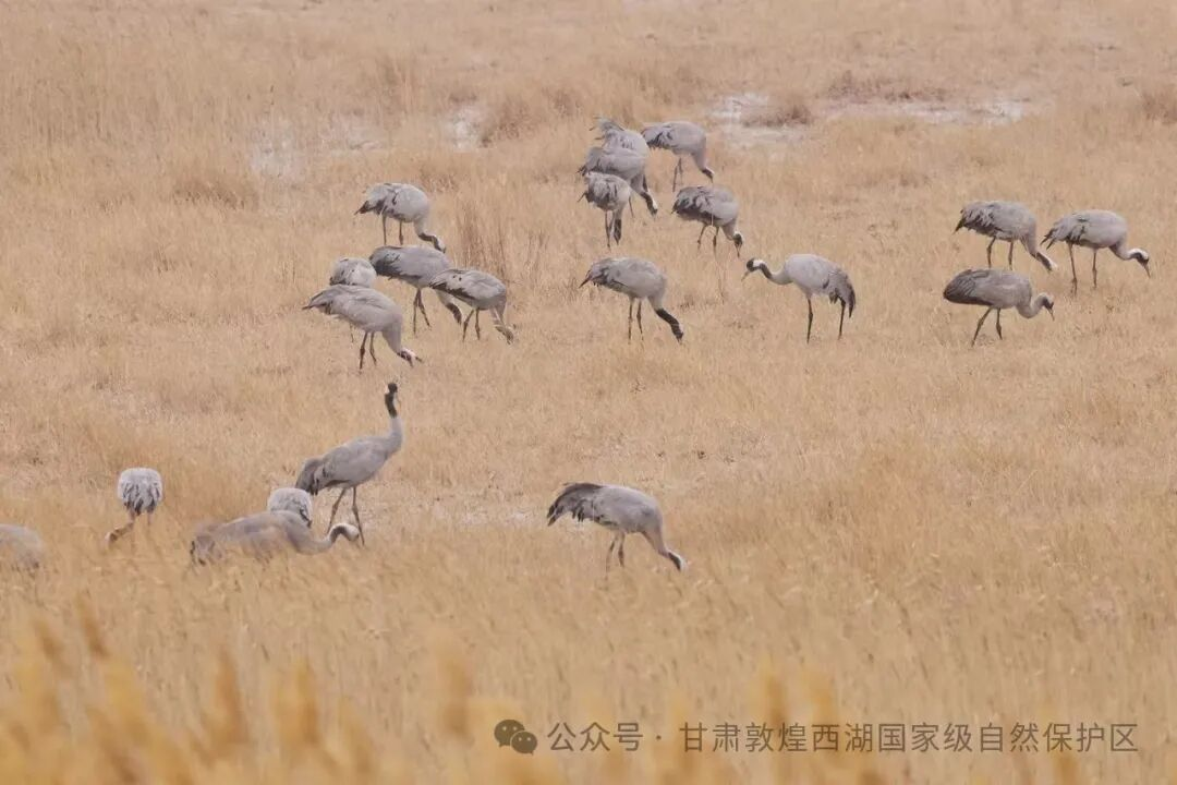 灰鹤打卡敦煌西湖保护区共绘和谐共生的生态画卷