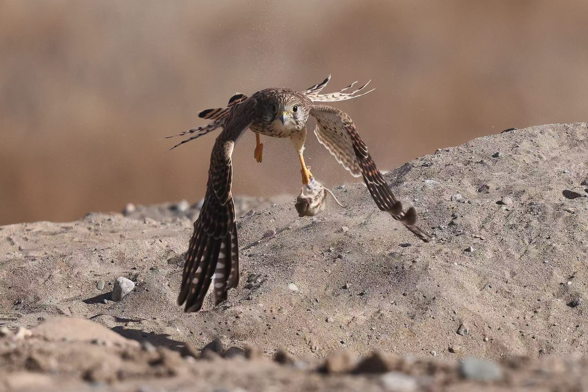 lQDPJwns-e-R8C3NBQDNB4CwplYkzerKo8UJYels_SD6AA_1920_1280.jpg lQDPJwns-e-R8C3NBQDNB4CwplYkzerKo8UJYels_SD6AA_1920_1280.jpg